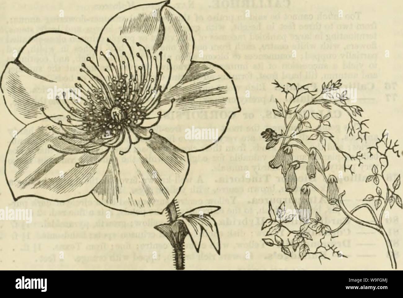 Archiv Bild von Seite 40 der Curtis, Cobb & Washburn's Amateur. Curtis, guide Cobb & Washburn's Amateur Kultivator zu den Blumen- und Gemüsegarten für 1878 curtiscobbwashbu 1878 Curt Jahr: 1878 (Preis. BARTONIA. Nat. Oed., Loasece. 63 Bartonia Anrea (golilen). (Siehe engraviii &Lt;i). Blumen gelb, über einen Zoll und eine Hälfte über, die durchaus einen metallischen Glanz haben die Sonne wbeu scheint auf sie; sehr auffällig. 2 Füße,, BARTONIA ArREA. CAlAMPELla SCABRA. 10 BRACHYCOME. (Swan-River Daisy). Nat. Ord., ComposiUe. Eine beantifnl, frei; flowerins, Zwerg wachsende Pflanze, abgedeckt, während der größere p Stockfoto