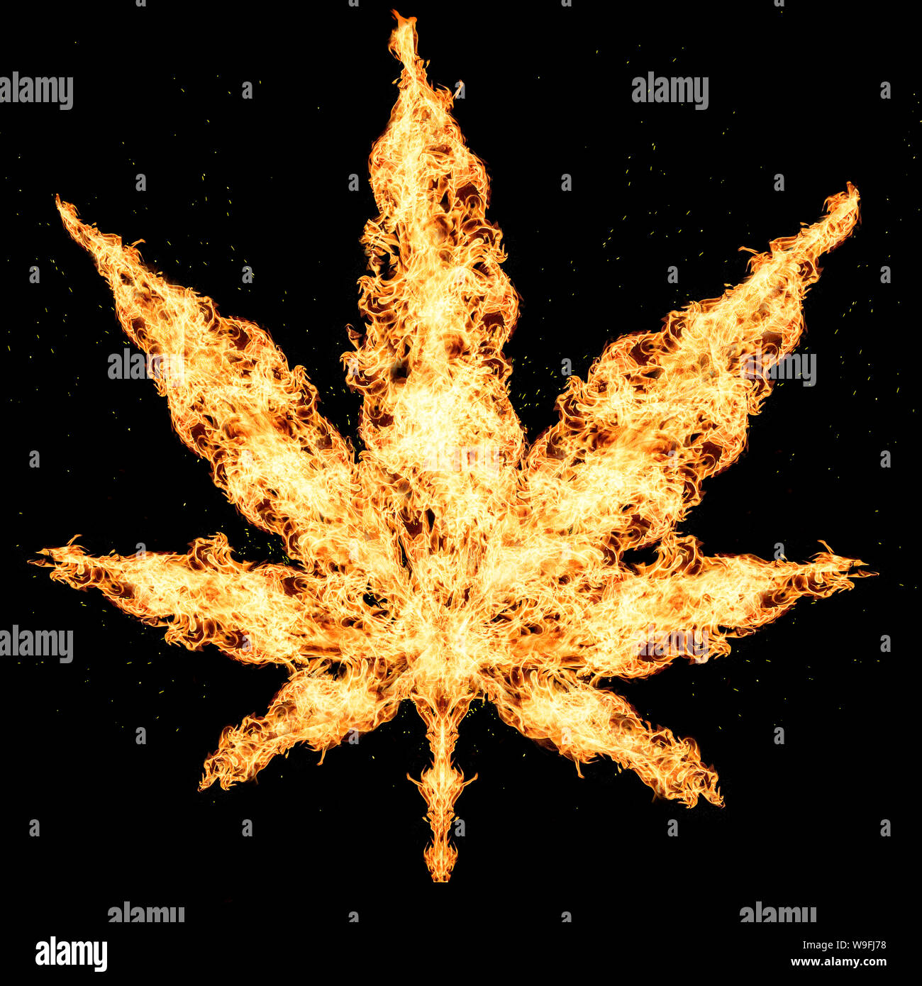 Feuer Cannabis Blätter auf weißem Hintergrund wachsenden medizinischen Marihuana cbd isoliert Stockfoto