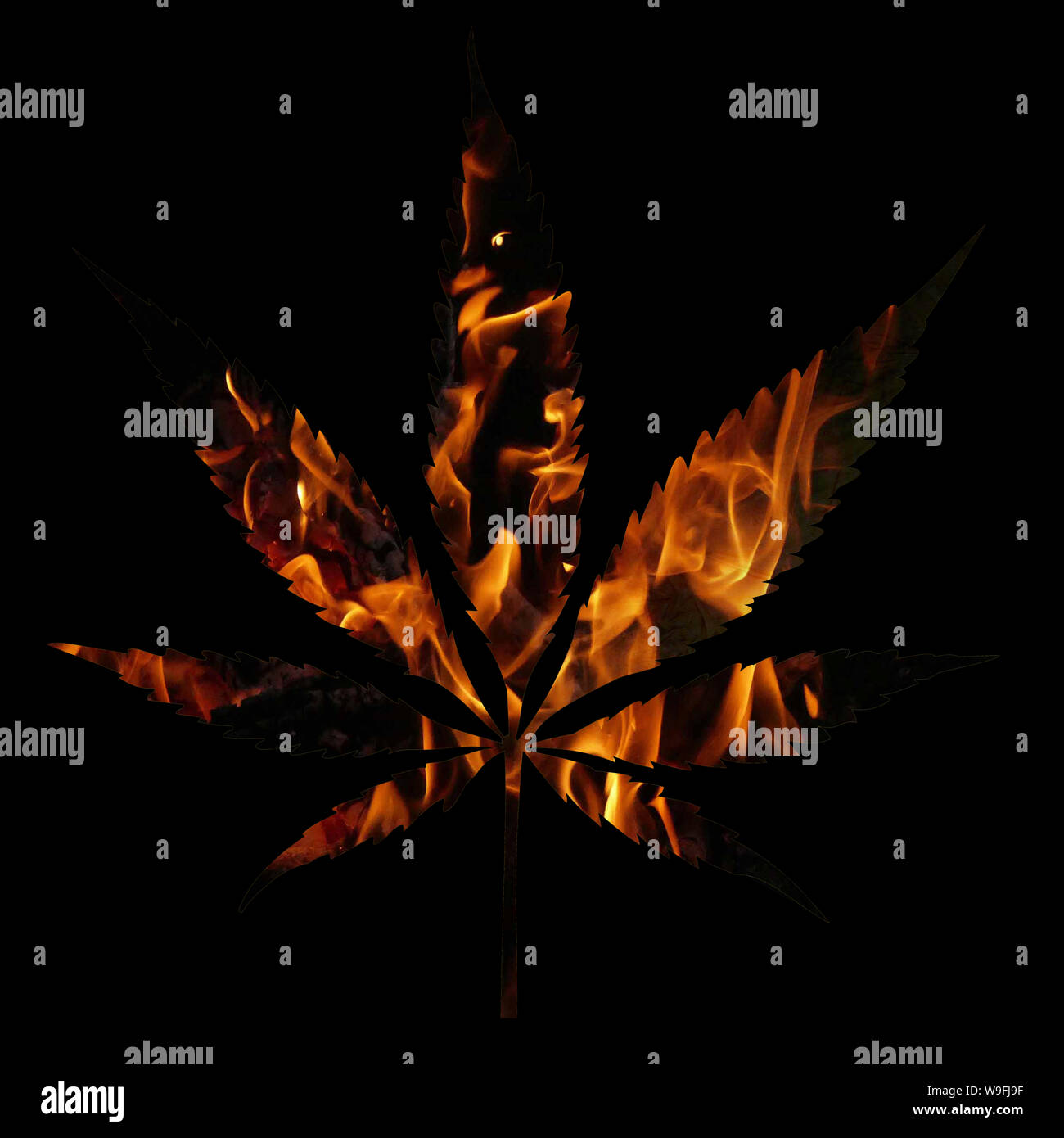 Feuer Cannabis Blätter auf weißem Hintergrund wachsenden medizinischen Marihuana cbd isoliert Stockfoto