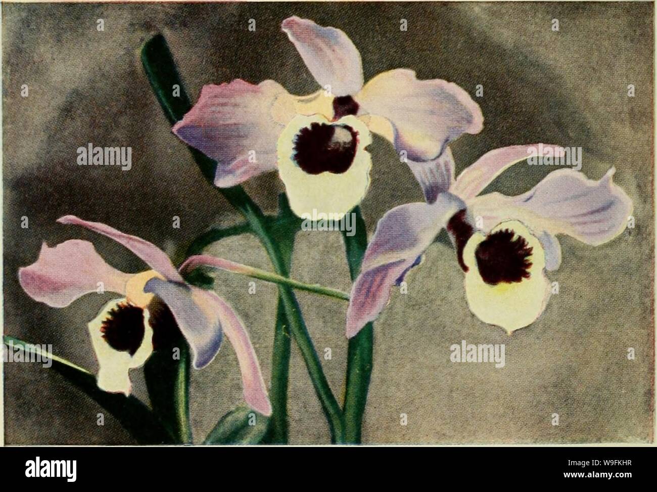 Archiv Bild von Seite 51 der kulturellen Tabelle der orchidaceous. Eine