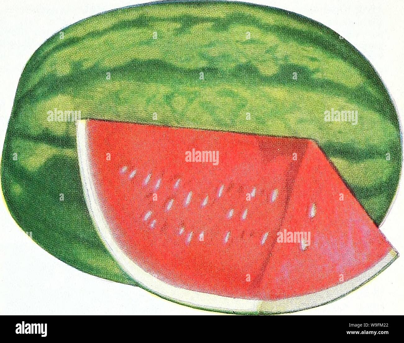 Unreife Melone Stockfotos Unreife Melone Bilder Alamy