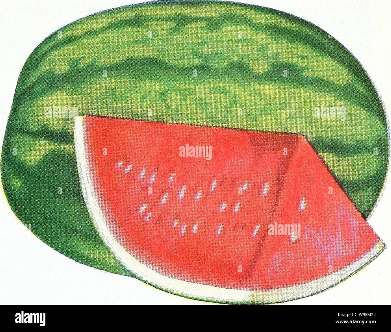 Archiv Bild von Seite 52 der Currie's Garden Jahresbericht 1939. Currie's Garten jährliche: 1939 curriesgardenann 19 curr 5 Jahr: 1939 (MUSKMELON - Rocky Ford Wassermelone - Dixie Königin dfie Alte 9 aAdejn £ Ji dcu-aUul CANTELOUPE Nichts ist köstlicher als eine süße, reife Melone, ist "gerade recht" für das Essen. Sie können nicht sie erhalten im Store, denn Melonen für die Märkte ausgeliefert in der Regel versammelt sind zu unreif, und die Kälte der Kühlschrank Autos machen es unmöglich für den natürlichen Geschmack zu entwickeln. Auch wenn Sie wachsen Melonen im eigenen Garten müssen Sie für die korrekte Zeit beobachten Sie versammeln. Das Zeichen Stockfoto