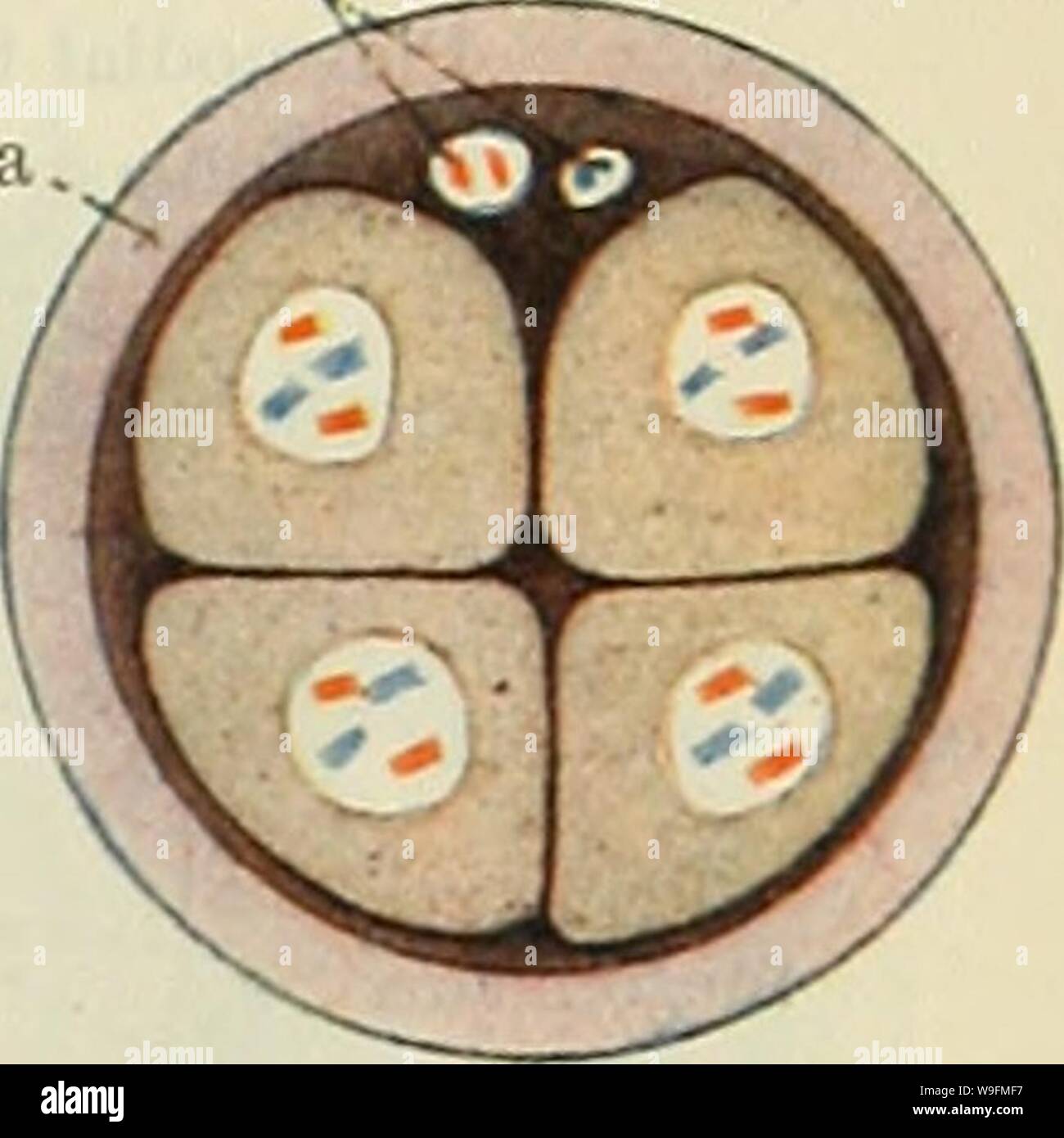 Archiv Bild von Seite 54 der Cunningham Lehrbuch der Anatomie (1914). Cunninghams Lehrbuch der Anatomie cunninghamstextb 00 cunn Jahr: 1914 (Abb. 24. Segmentierung der Zygote. 2-Zell-stadium. Polkörper Oolemma Abb. 25.-- Segmentatk in ich wenn Zygote. 4-Zell-stadium. Segmentierung. Unmittelbar nach der Bildung der Zygote getrennt ist, durch eine Reihe von consecu- tive mitotische Teilung, in eine große Anzahl von Zellen, die sich in Form einer festen sphärischen Masse gruppiert sind, eine so genannte morula auf Konto der Maulbeerbäume, die das Aussehen der Oberfläche. Diese Periode der Spaltung ist die Periode bezeichnet Stockfoto