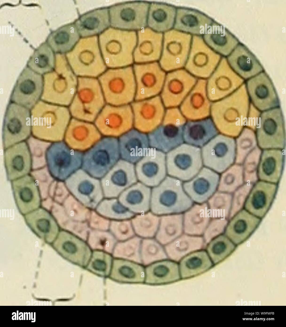 Archiv Bild von Seite 54 der Cunningham Lehrbuch der Anatomie (1914). Cunninghams Lehrbuch der Anatomie cunninghamstextb 00 cunn Jahr: 1914 (Innere mas der Zelle Abb. 26. âSegmentation der Zygote. Morula Stadium. Ektoderm Troi> hoblast Entoderm - Primäre mesodei m Abb. 27. âDifferentiation oi Zygote und Zellen (Hypothetischen). Stockfoto