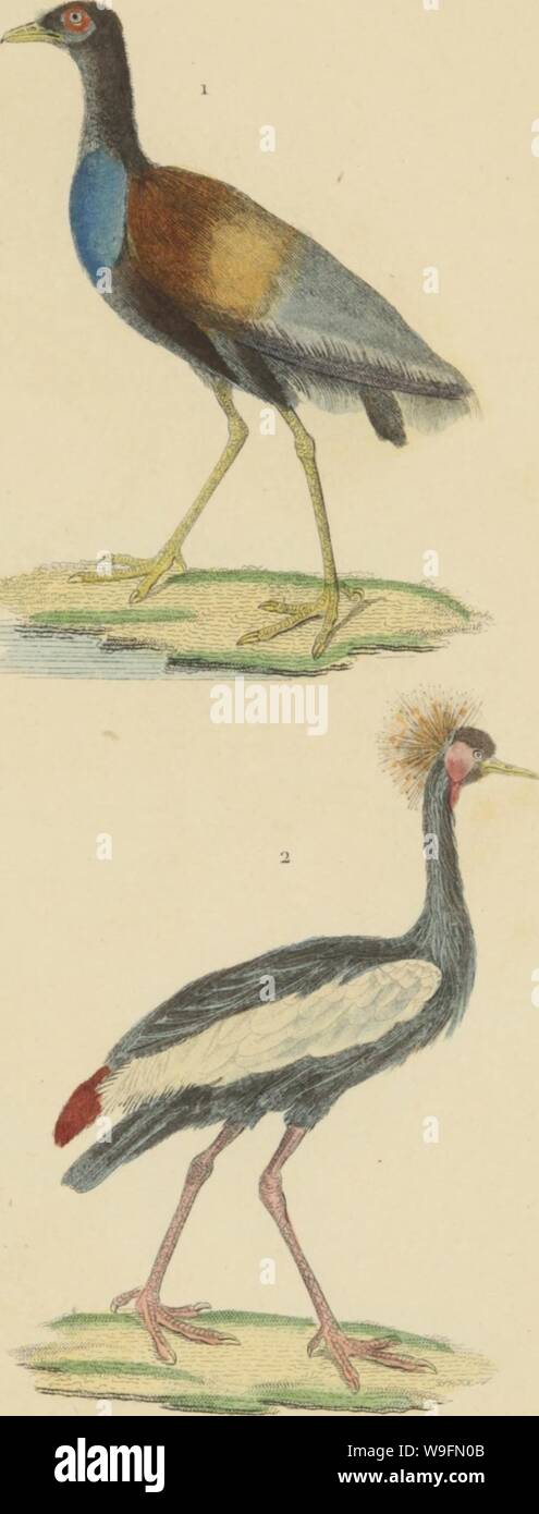 Archiv Bild von Seite 55 der Wörterbuch classique des sciences naturelles. Wörterbuch classique des sciences naturelles: présentant La définition, l'et l'histoire de tous les être qui composent les Trois règnes, Leur application générale aux Arts analysieren, à l'Landwirtschaft, à la Médecine, à l'Economie domestique, etc.; résumant tous les vollendete présentés par les dictionnaires d'histoire naturelle; augmenté De nombreuses découvertes acquises depuis la Veröffentlichung de ces ouvrages CUbiodiversity Jahr: 1837 2859386 (1. IPS (ïï)] PIBinA (SIMSFÏÏITAI AGAMI TROMPETTE. GRUE COITRONN Stockfoto