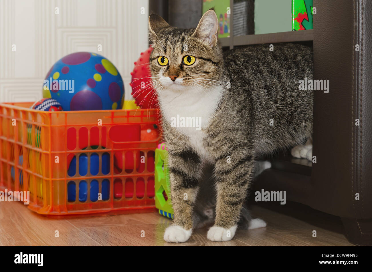 Katze sitzt auf dem Regal mit Spielzeug, Kätzchen hinter sich. Selektiver Fokus Stockfoto