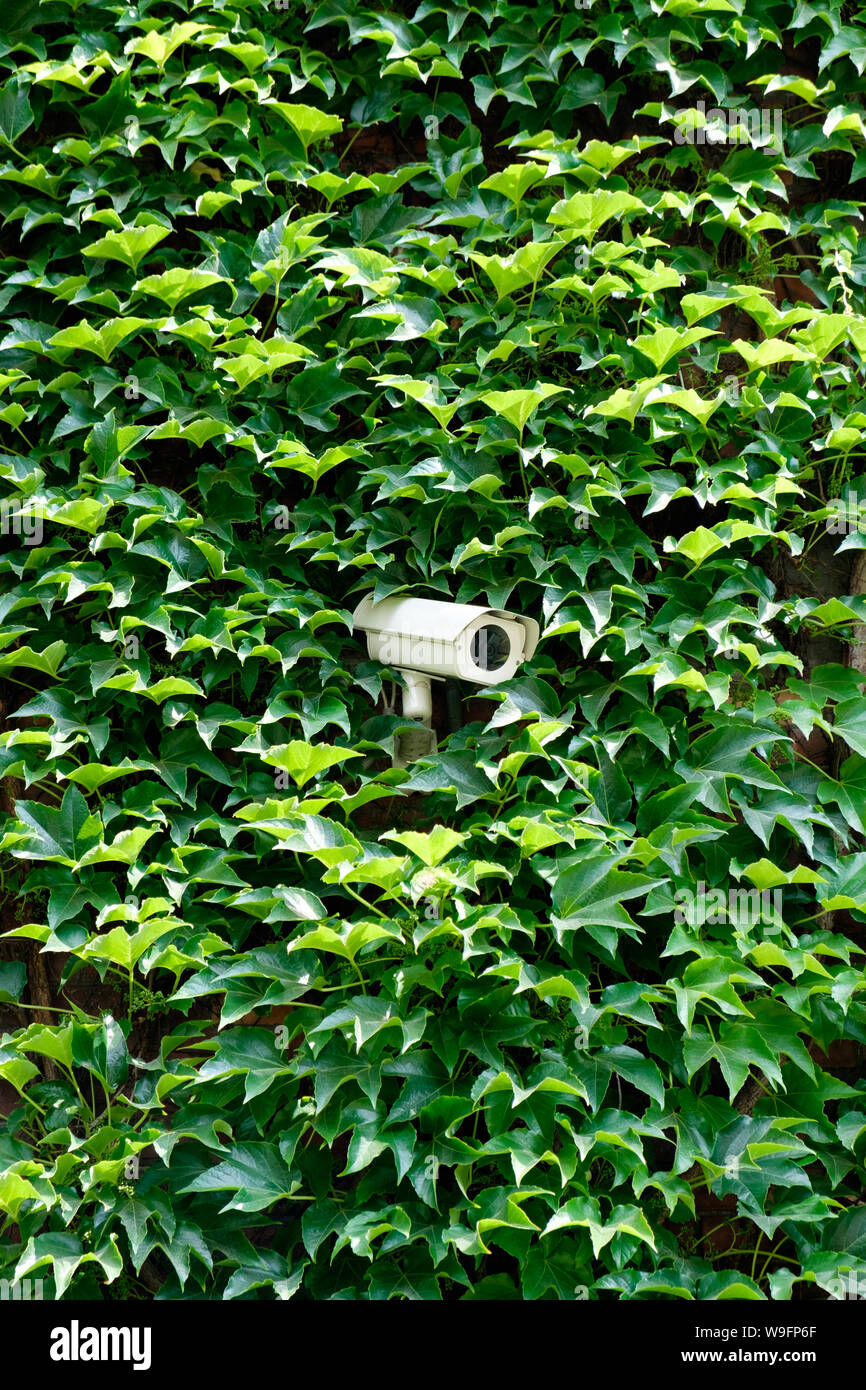 Eine CCTV-Kamera an einer Wand von grünen Reben in Breslau, Polen umgeben. Stockfoto