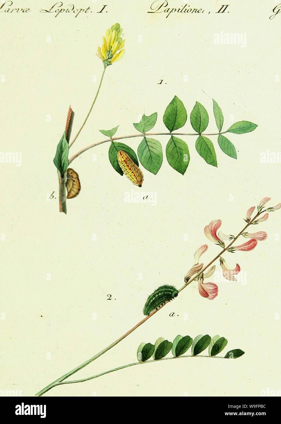 Archiv Bild von Seite 60 der / europäischer Schmetterlinge (1806). / EuropaÌischer Schmetterlinge CUbiodiversity 1742385-9607 Jahr: 1806 (&lt;f/7 t / (O/U'/Städte und Gemeinden/Z. (/, En &Lt;i, JÂ ±. a/. Â £ - J/umce-À¤ zd. a. a. Â±2) C. 23. Stockfoto