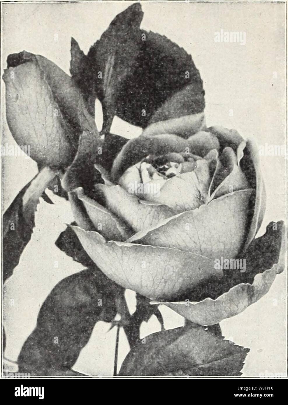 Archiv Bild von Seite 61 von 65 Jahr Currie's Garten jährliche Stockfoto