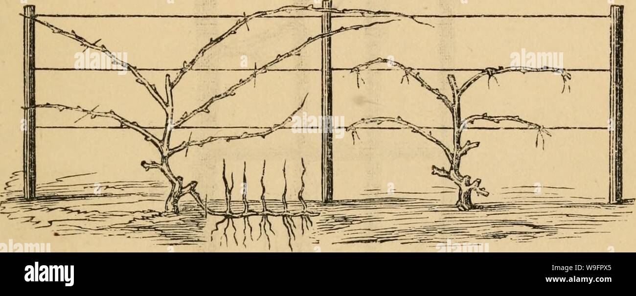 Archiv Bild von Seite 62 Der Anbau der Einheimischen Stockfoto