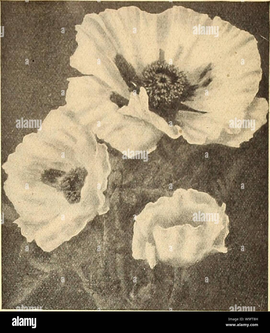 Archiv Bild von Seite 68 der Currie's Farm und Garten jährliche. Currie's Farm und Garten jährliche: Frühling 1925 50 Jahre curriesfarmgarde 19 curr 8 Jahr: 1925 (SINGLE Mit dem Chadwyck AL Mohn. Pkt. FLANDERS FIELDS - Die lebendige] scarlet Eu-J. r o p e a n J/Feld Pop-K'Py, jetzt so jT bekannt. ".-, Vt-oz. 30 C. 10 Oriental Poppy Pkt. SHIRLEY - Schöne Mohnblumen angefangen bin Farbe reinweiß, verschiedene Schattierungen von rosa bis purpur. Viele der Blumen geädert, gestreift und als Flocken von der Mitte zu den Rändern, während andere sind rot, mit weiß umrandet. Gemischte Farben. oz. 20 c 10 Virginian Poppy-A Stockfoto