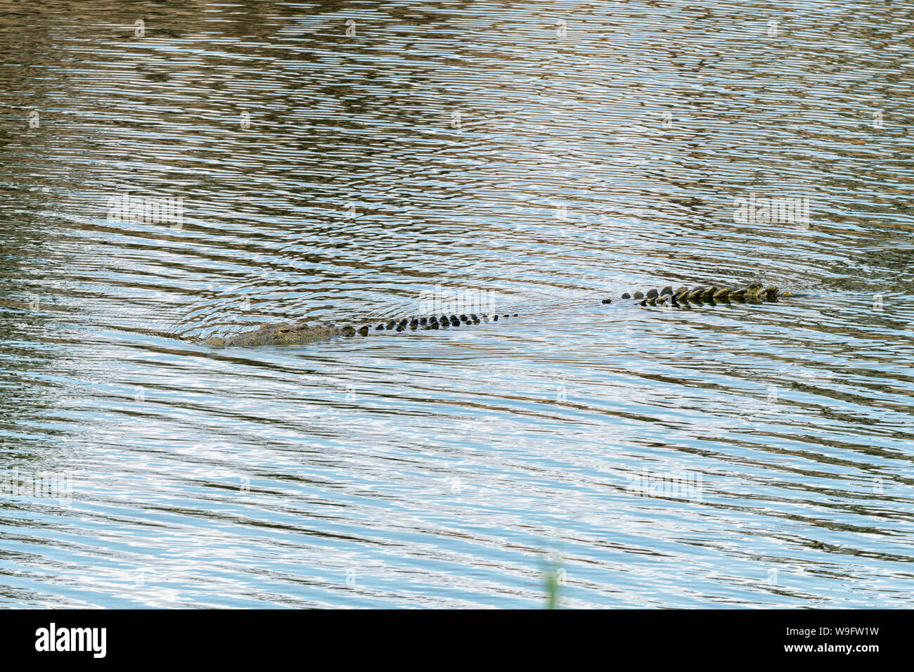 Eine Nil Krokodil, Crocodylus niloticus, teilweise in Wasser untergetaucht Stockfoto