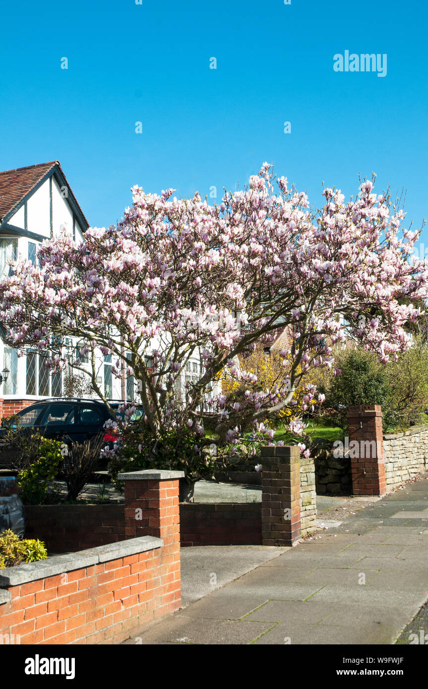 Magnolia x Soulangeana Strauch oder großer Baum mit rosa Becher geformten Blüten im Frühjahr ist Laub- und vollkommen winterhart Stockfoto