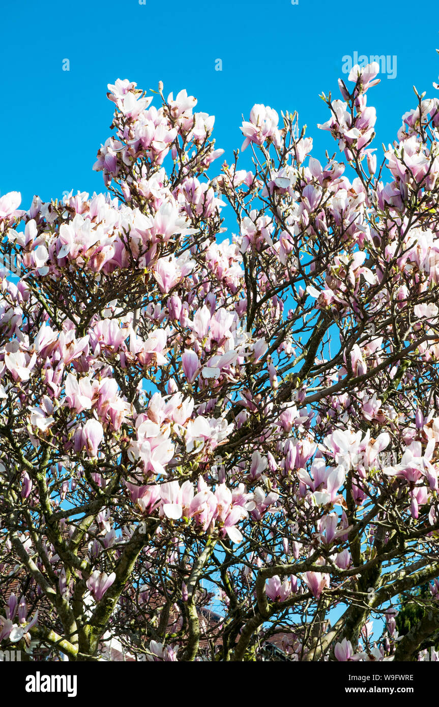 Magnolia x Soulangeana Strauch oder großer Baum mit rosa Becher geformten Blüten im Frühjahr ist