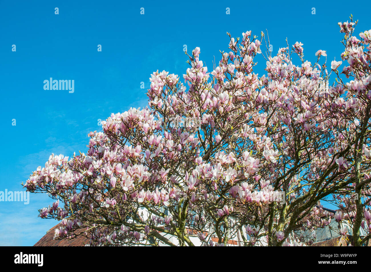 Magnolia x Soulangeana Strauch oder großer Baum mit rosa Becher geformten Blüten im Frühjahr ist Laub- und vollkommen winterhart Stockfoto