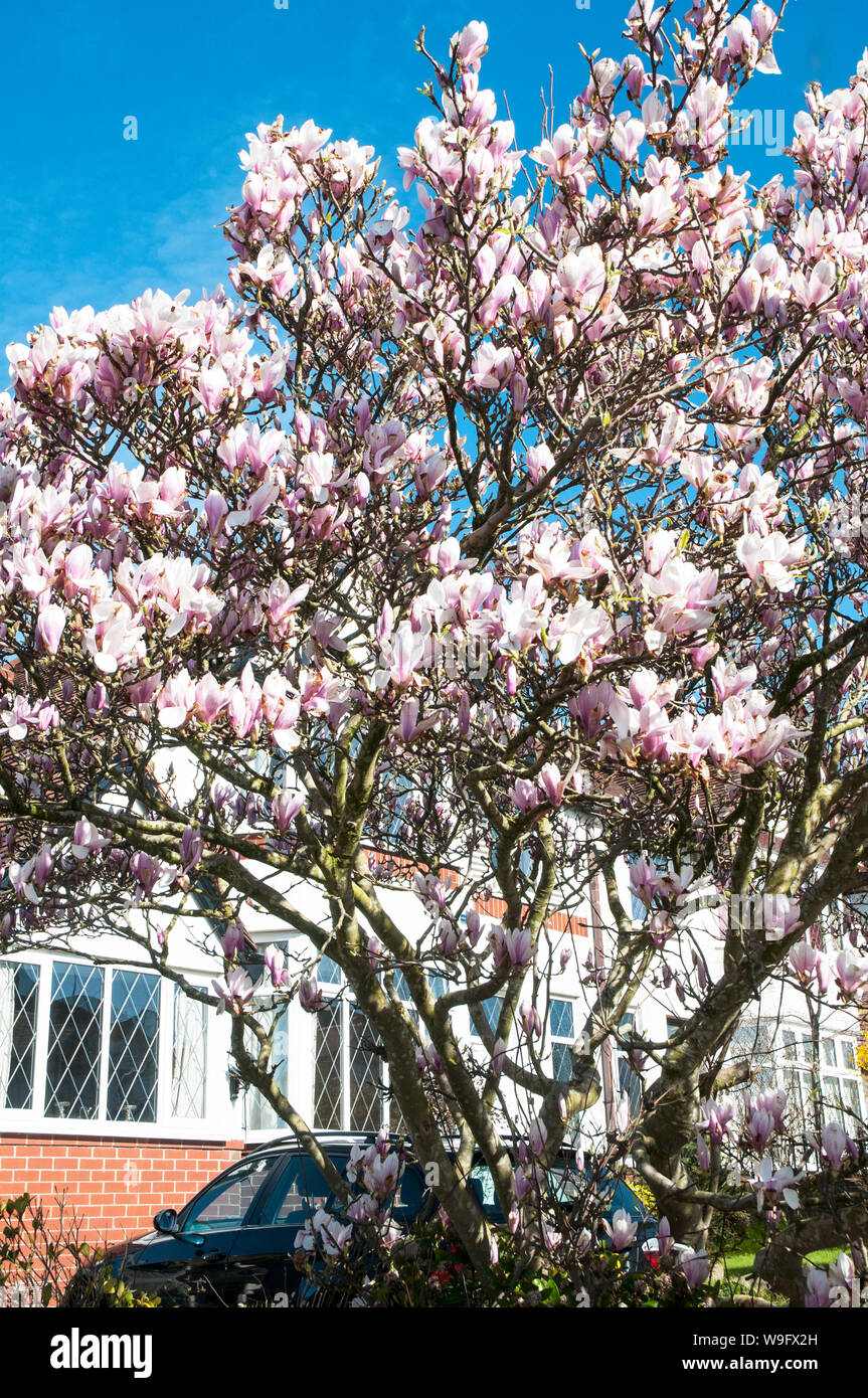 Magnolia x Soulangeana Strauch oder großer Baum mit rosa Becher geformten Blüten im Frühjahr ist Laub- und vollkommen winterhart Stockfoto