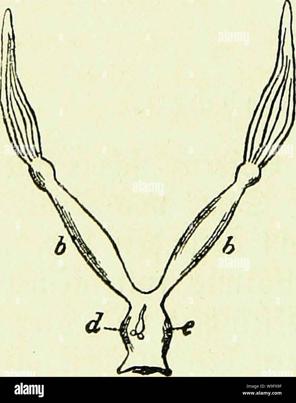 Archiv Bild von Seite 77 der Biene und ihre Zucht sterben. Die Biene und ihre Zucht mit beweglichen Waben in Gegenden ohne Spätsommertracht CUbiodiversity 255004 Jahr: 1869 (30 UebrigenS Witt t&lt; $ n $ t berfiftweigen, bo ber@ia getieft, in biefem" Sinne ju Agiren. iftblafe unb ebntierbrüfe, bie beibe nad) meinen Unterfudmngen bei bm Arbeitern (fjfig. 4. g u. f) eben fo borfommen, wie bei ber K?nigin, ftnb bebeutenb Heiner, als mir fie Ihr Browser kann leider keine eingebetteten Frames anzeigen gefunben Traben, nur baß bie ift=brüfe metft in ganzer SSänge einfad), mäljrenb fie bei ber K?nigin tief gcfpalten erfdjeint. b. Fügungen bie Arbeiter fomit i Stockfoto