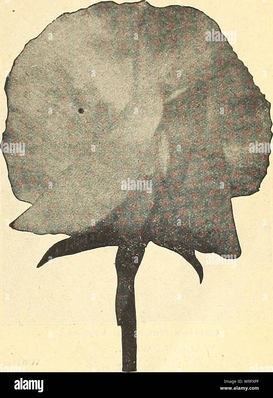 Archiv Bild von Seite 80 Currie's Farm und Garten jährliche. Currie's Farm und Garten jährliche: Frühling 1921 46. Jahr curriesfarmgarde 19 curr 4 Jahr: 1921 (LISTE DER WAHL ZUCKERERBSEN FÜR 1921. 75 riesige BLÜHENDEN SPENCER ZUCKERERBSEN Alle diese Glnnts sind die jüngsten Bemühungen der Sweet Pea Spezialisten und nicht übertroffen "r Größe und Qualität der Blüten. Siehe Seite 2 für den diesjährigen Neuheiten in der Spencer Zuckererbsen. Pkt. Amerika SPENCERâWhite Boden stark gestreift mit hellen Scarlet. Eine große Schrift in Fettdruck Blume des herrlichen bilden. Oz. 40 c 10 APPLE BLOSSOM SPENCERâStandard hell rosa, Flügel Licht primrose f Stockfoto