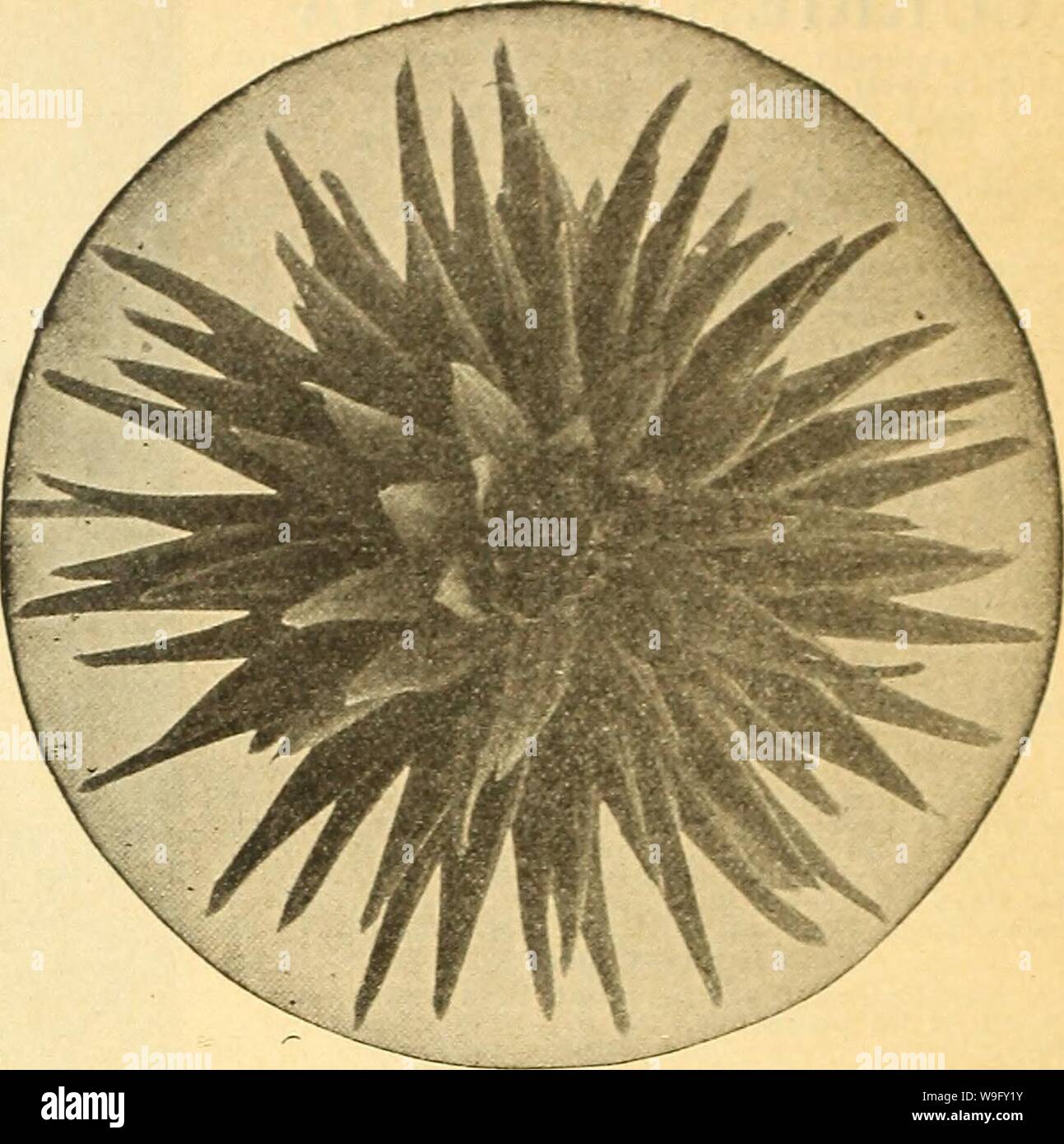 Archiv Bild von Seite 81 Currie's Farm und Garten jährliche. Currie's Farm und Garten jährliche: Frühjahr 1919 44 Jahr curriesfarmgarde 19 curr 2 Jahr: 1919 (Kakteen Dablia. Herbst Chief - âA seltene Farbe, nämlich zerdrückt Erdbeere. Herbst GloryâBronzed Orange. Sehr feine Blume, 35 c Jeder; 3,50 $ pro Doz. Jack RoseâThis ist ein ideales Pendant zu den berühmten 'Jack' Rose. In Form ähnelt dem rose und in Farbe ist identisch. unterwegs sind - ivankee BlackâThe beste dunkel kastanienbraun. SylviaâBeautiful rosa. PAEOT blühenden Dahlien. Diese schöne Art ist jetzt sehr beliebt. Die Blüten sind sehr groß und ähneln den Stockfoto