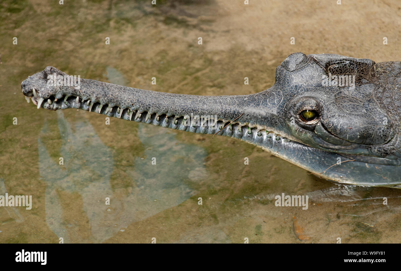 Gharial, Gavialis gangeticus, am Chambal Fluss, nördlichen Indien gefunden Stockfoto