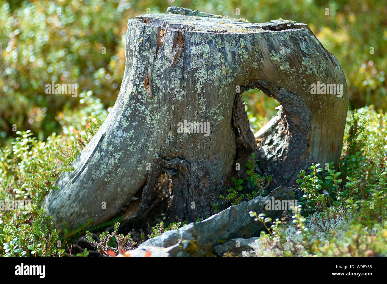 Bizarr verwitterten Baumstumpf geformt Stockfoto