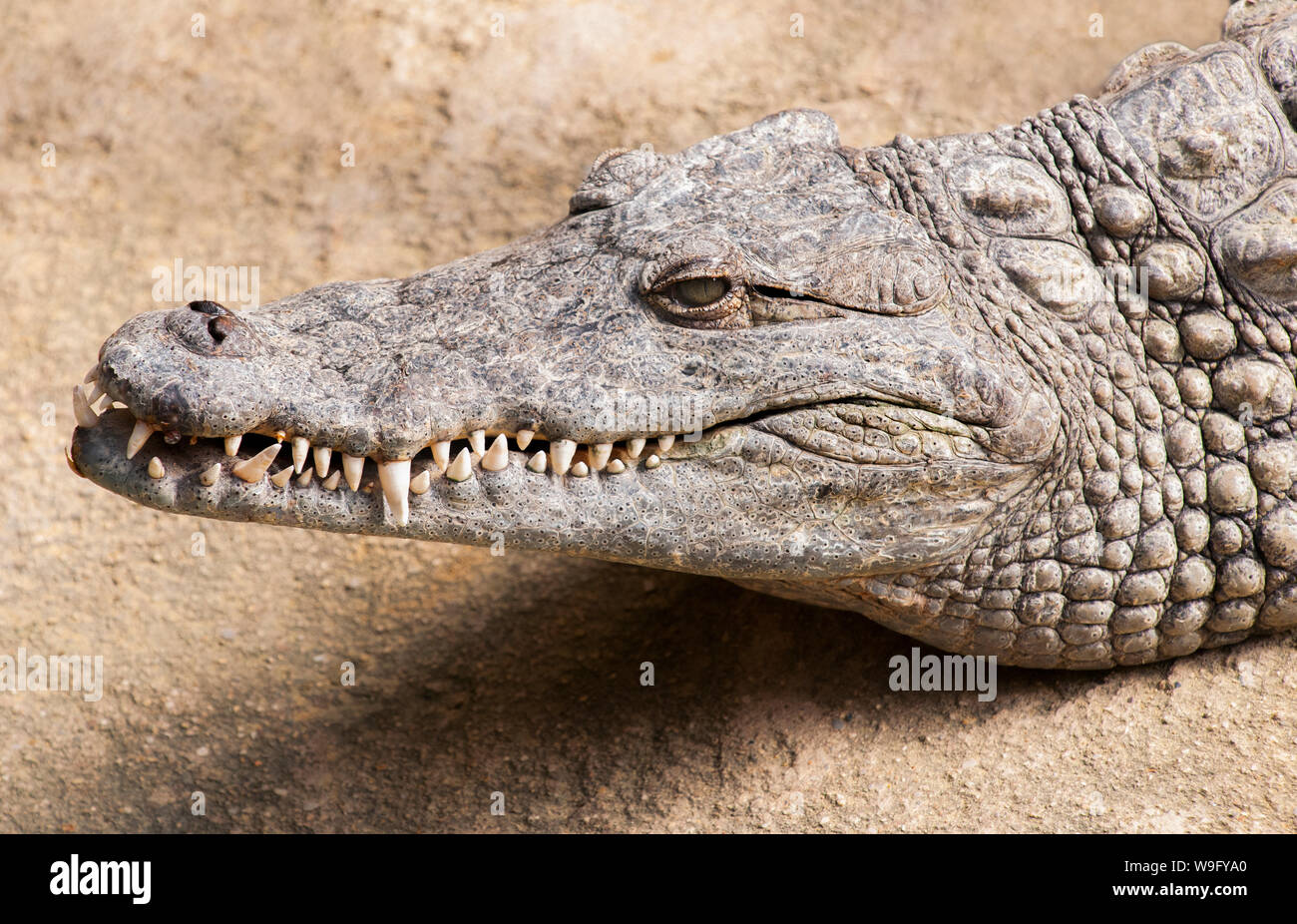 Nilkrokodil Crocodylus Niloticus Stockfotos Und bilder Kaufen Alamy nilkrokodil-crocodylus-niloticus-stockfotos-und-bilder-kaufen-alamy
