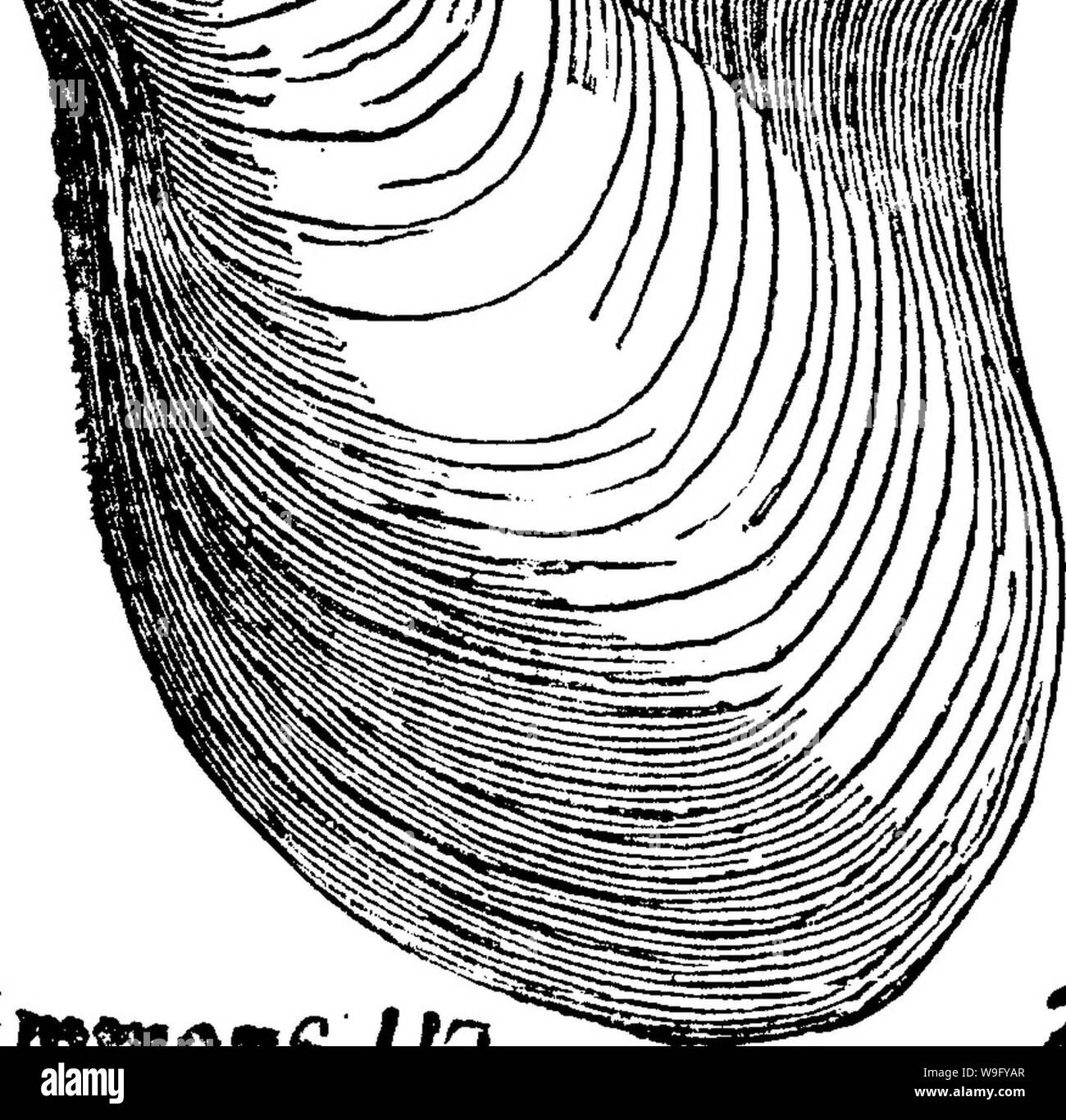 Archiv Bild von Seite 83 der ein Wörterbuch der Fossilien Stockfoto