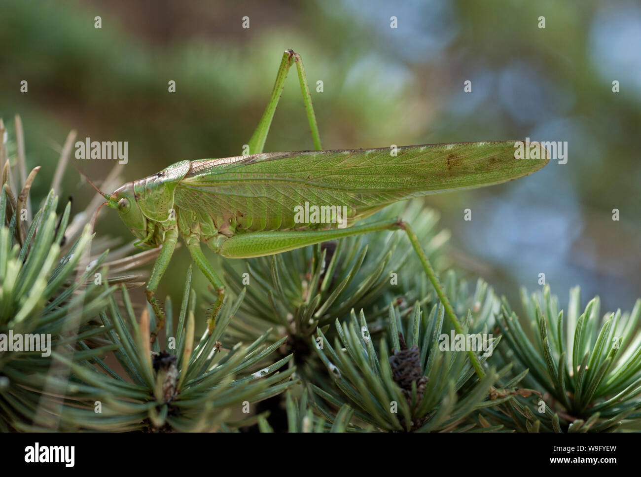 Männliche große Green Bush - Kricket, Tettigonia Viridissima, Pinie, Verdon, Frankreich Stockfoto