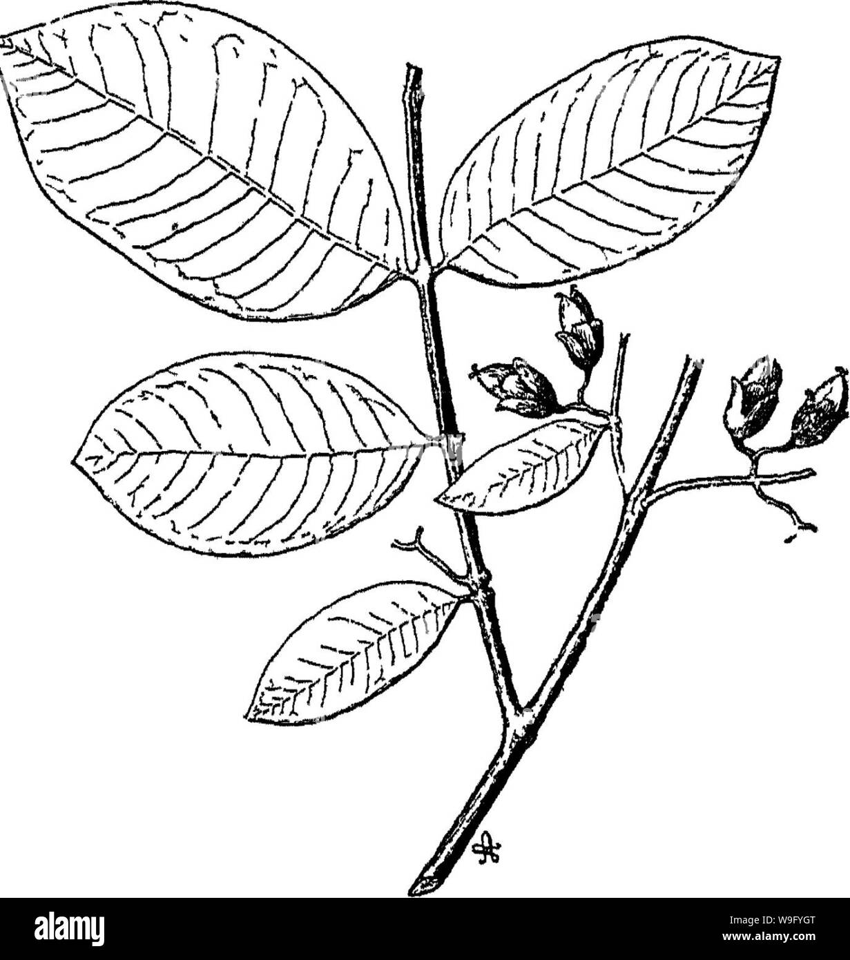 Archiv Bild von Seite 83 der indischen Bäume ein Konto Stockfoto