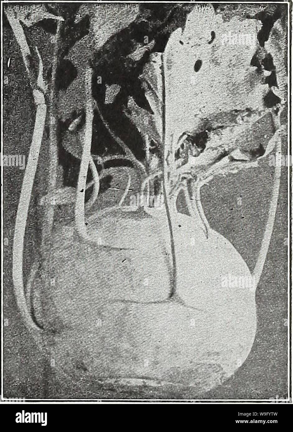 Archiv Bild von Seite 84 der Currie's Garden jährlichen Frühling. Currie's Garten jährliche: Frühjahr 1936 61 Jahr curriesgardenann 19 curr 2 Jahr: 1936 (Grün krause Endivie KOHL - RABI Säen die Saat zeitig im Frühjahr und Transplantation ersten Juni in Zeilen 18 Zoll und 6 Zoll auseinander in den Zeilen. 1 oz. Auf 3.000 Anlagen. Die Samen können in offenen Boden in Übungen und die Pflanzen ausgedünnt, um 6 Zoll auseinander gesät werden. Eine Unze Samen säen 200 Fuß bohren. Frühestens KURZ-LEAVED ZWINGEN WEISS WIEN KOHL - RABI AUSGEWÄHLT - für das Forcen in offenem Gelände. Weißes Fleisch, sehr zart, kurz verlässt. 1 oz., 30 c; M lb. Stockfoto