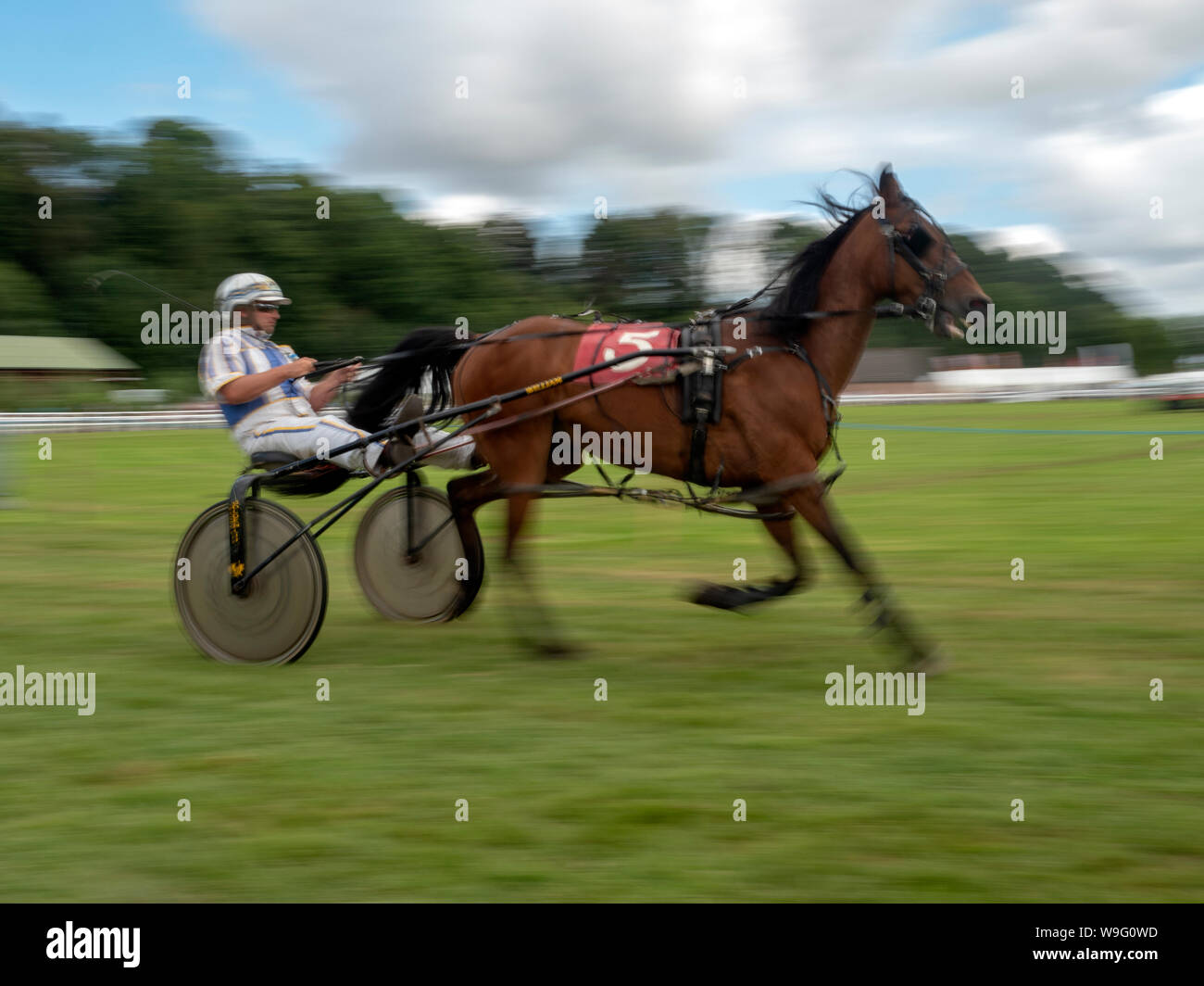 Sulky Laufen am Turriff Agricultural Show 2019 Stockfoto