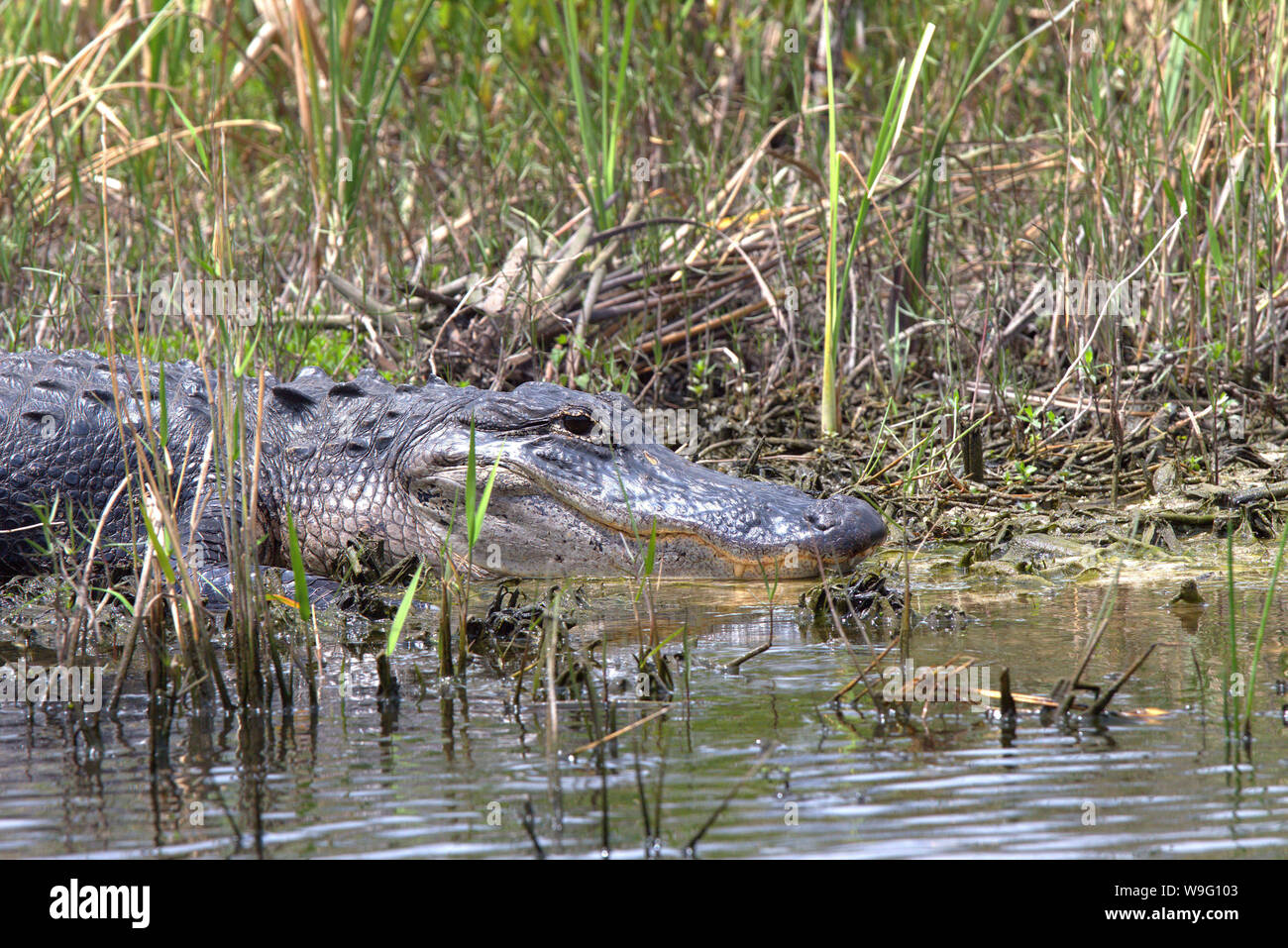 Ein Krokodil von einem Gewässer Aalen in der Florida Everglades in der Nähe von Coopertown. Zeigt einige Zähne. Stockfoto