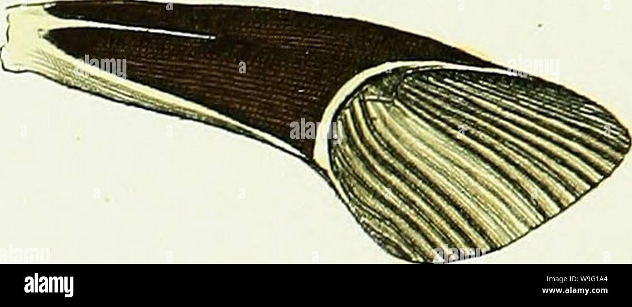 Archiv Bild von Seite 90 der Illustrationen der Naturgeschichte, darin. Abbildungen der Naturgeschichte. Darin sind nach oben von zwei hundert und vierzig Abbildungen von exotischen Insekten ausgestellt, entsprechend Ihrer differt Gattungen... Mit einer bestimmten Beschreibung jedes Insekt: mit Erläuterungen und Reflexionen über die Natur und die Eigenschaften vieler von ihnen CUbiodiversity 1134718-9575 Jahr: 1770 (PL1 OEM durchsetzt. Stockfoto