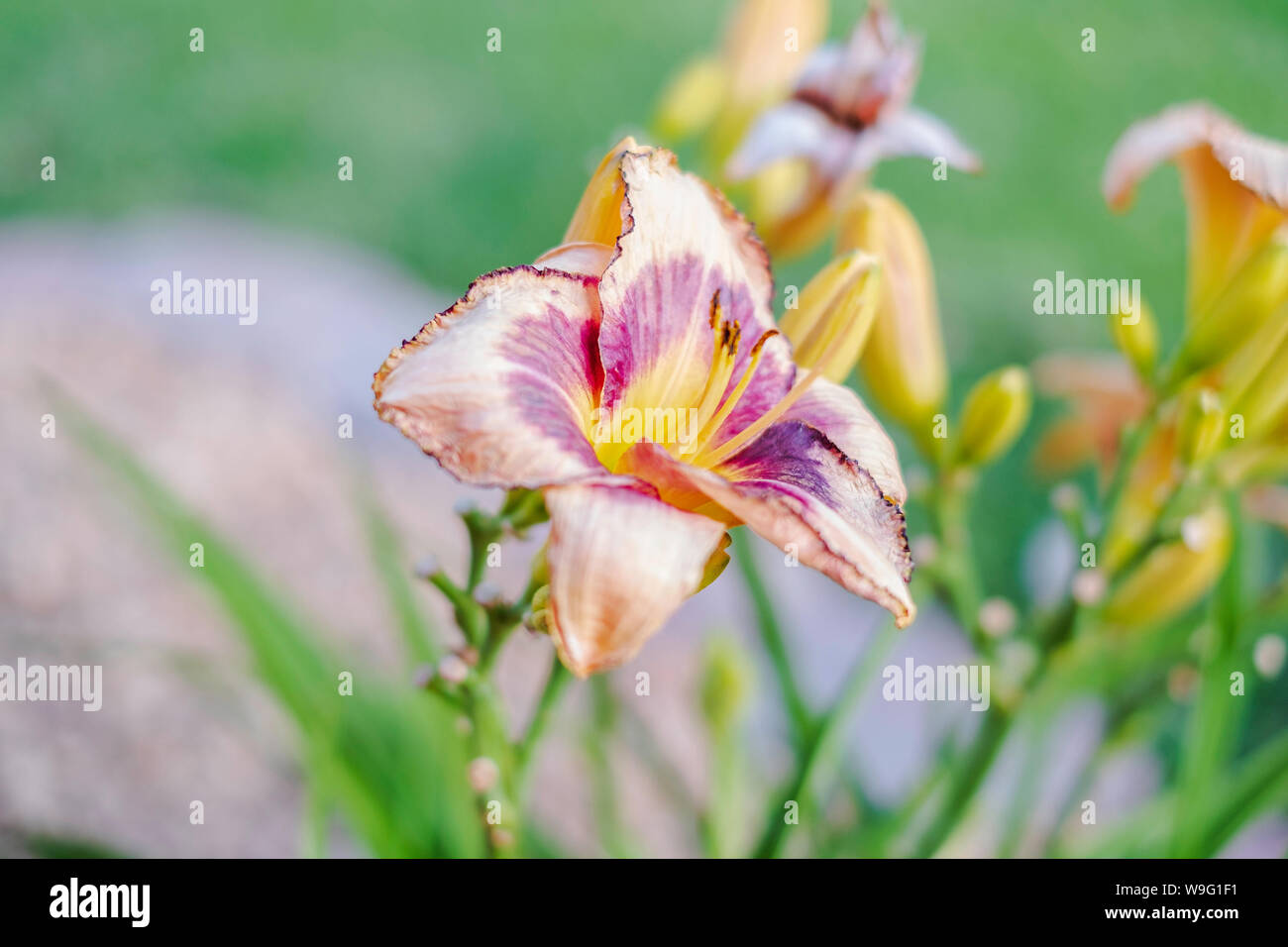 Ein lila, rosa und gelbe Hemerocallis Lily, Liliam, mit Blütenknospen. USA. Stockfoto