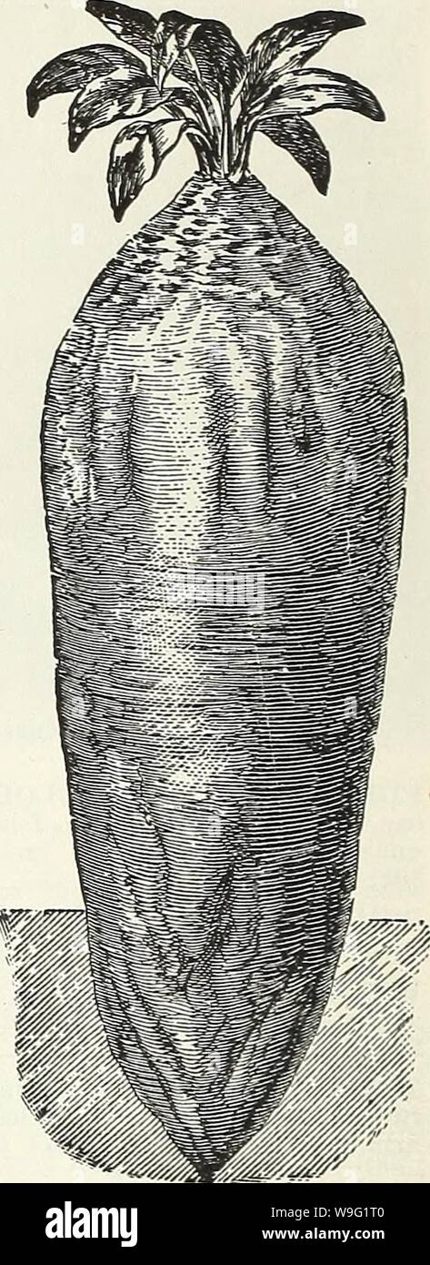 Archiv Bild von Seite 93 Currie's Garten jährliche 62nd. Currie's Garten jährliche: 62. Jahr Frühjahr 1937 curriesgardenann 19 curr 3 Jahr: 1937 (Seite 90 CURRIE BRÜDER CO., Milwaukee, Wis, Mangold - WURZEL UND ZUCKERRÜBEN Sow zeitig im Frühjahr in tiefen, satten Boden, in den Zeilen 18 bis 24 Zentimeter auseinander. 5 lbs, die morgen in Bohrer 2 Meter auseinander. Dünne, 9 Zoll auseinander in der Zeile. Für die Fütterung lieferbar, nur wenige Pflanzen gleich Mangel-Wurzel und Zuckerrüben. Cana- dian Bauern scheinen diese mehr als wir zu schätzen. Die Wurzeln sind in Scheunen oder Gruben vor harten Frost setzt und Fed während der Wintermonate gespeichert. T Stockfoto