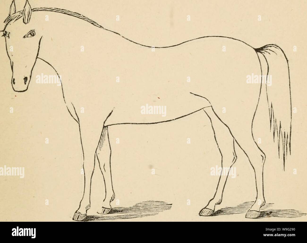 Archiv Bild von Seite der Cunningham Gerät 96 für stockmen und. Cunninghams Gerät für stockmen und Landwirte cunninghamsdevic 00 cunn Jahr: 1882 (Beschreibung der Mängel. Marke Stockfoto