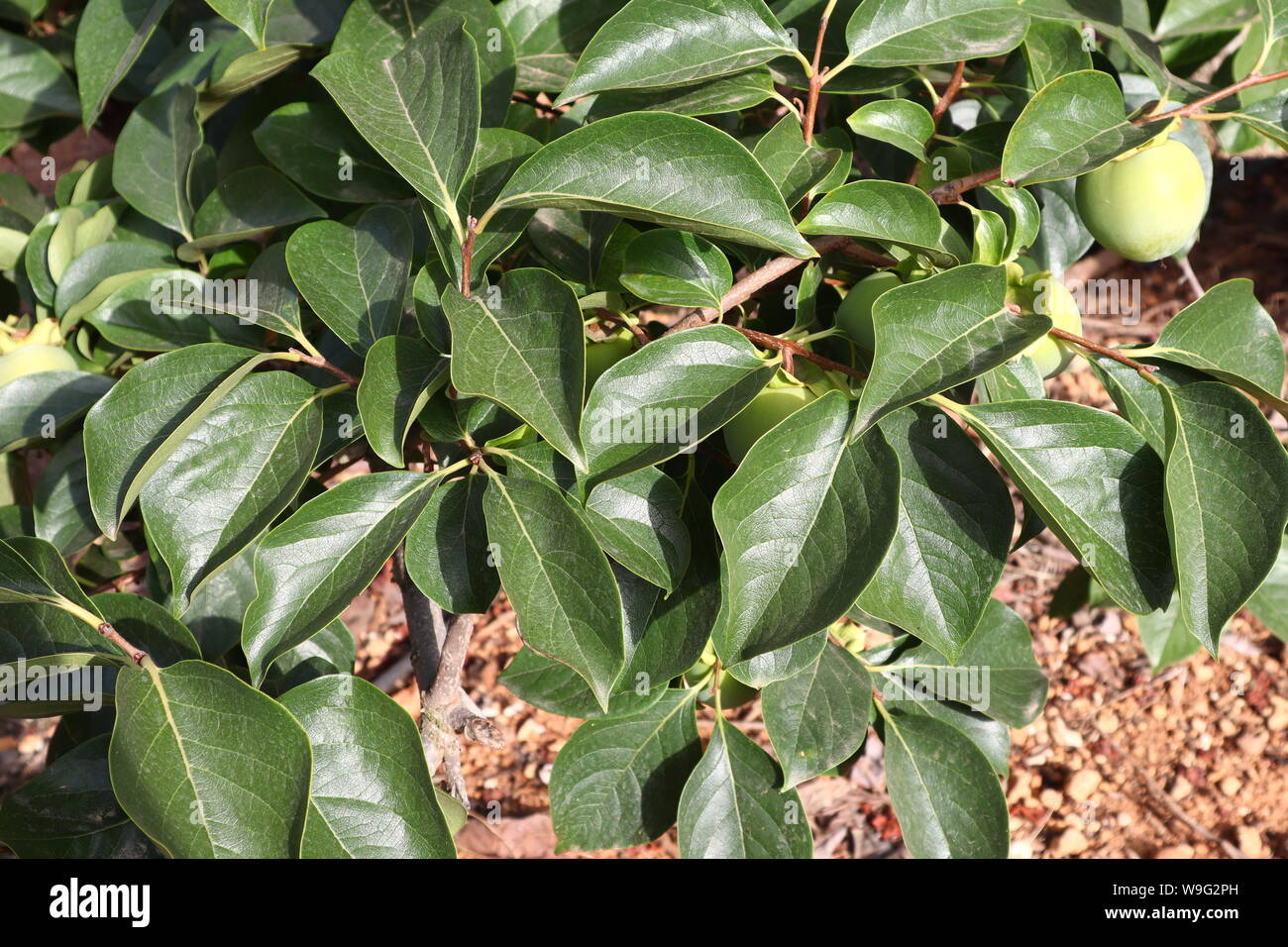 Persimone Baum mit grünen Blättern und noch unreifen Früchten Stockfoto