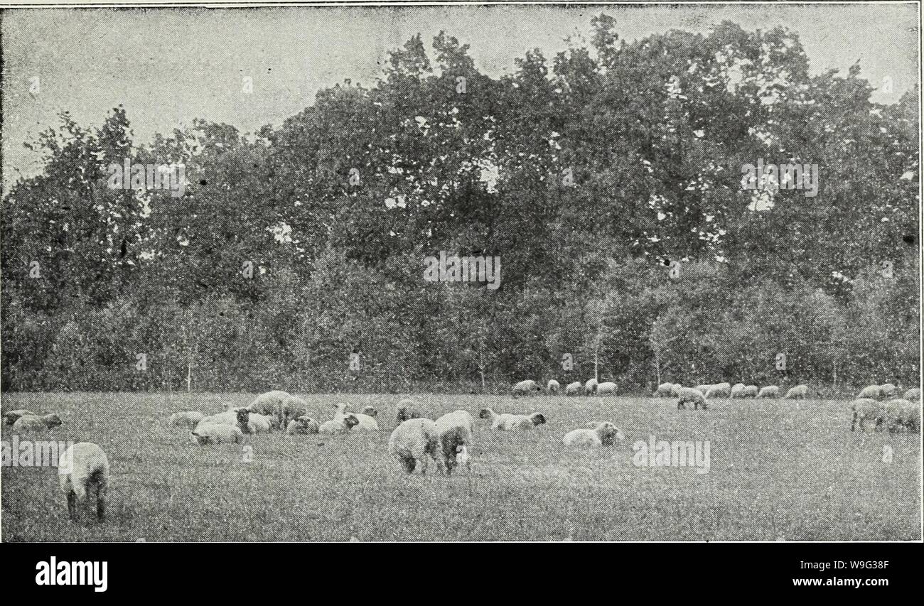 Archiv Bild ab Seite 100 von Currie's Farm und Garten jährliche. Currie's Farm und Garten jährliche: Frühjahr 1930 curriesfarmgarde 19 curr Jahr: 1930 € (Currie Same Store, Milwaukee, Wisconsin ¥ WÄHLEN SIE LISTE VON HEU UND WEIDE GRAS MISCHUNGEN FÜR FRÜHLING UND HERBST AUSSAAT, wo ein Feld nach unten zu Gras für eine Reihe von Jahren eine Mischung aus Gräsern, die mehr sind als Timothy und Klee verwendet werden sollten, wie z. B. gute Ernten von Heu und Weide für viele Jahre ohne einsaat produzieren werden. Wir bereiten Mischungen von Gräsern für eine Vielzahl von Böden und Bedingun- gen, und es gibt kaum Stockfoto