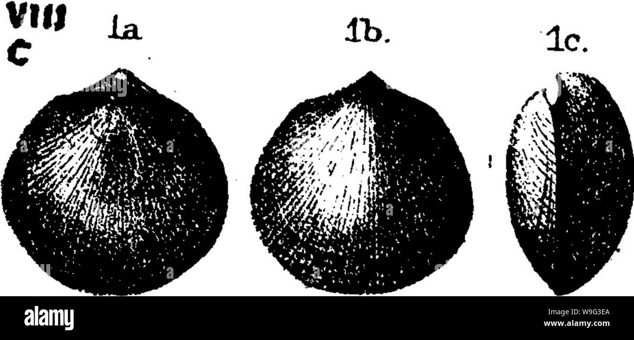Archiv Bild von Seite 101 Wörterbuch der Fossilien Stockfoto