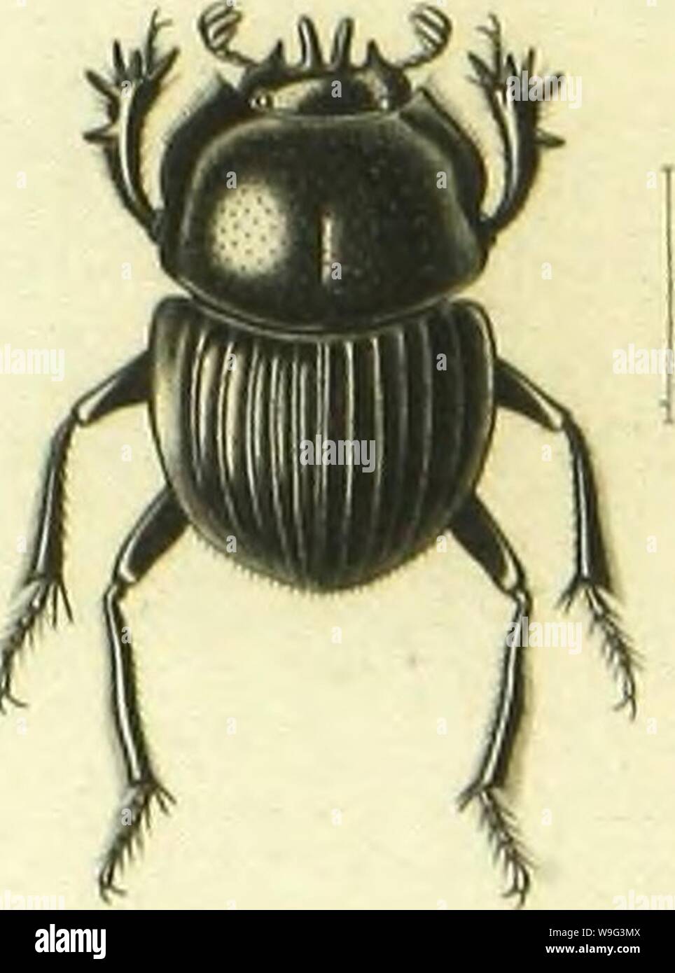 Archiv Bild ab Seite 102 von Histoire Naturelle des Insectes. Histoire Naturelle des Insectes: Gattungen des coleopteres, ou et Kritik aussetzen methodique de tous les Genres schlägt jusqu'Ici dans cet Ordre d'Insekten CUbiodiversity 1128056-9876 Jahr: 1854 (I Kiin -. inliini",.,." |,,.." l™. fl"/2 Sccliay 'i-s A. La, "n, IOI-, //;", ", T) liuilrnopiis. lii™,-,,,.)™..; •. 4 l'ipilissiis |" "... Ich, Ich",." "y i'), ('cpluildilcsinjus nn" iç. c-./(; •,./".. Stockfoto