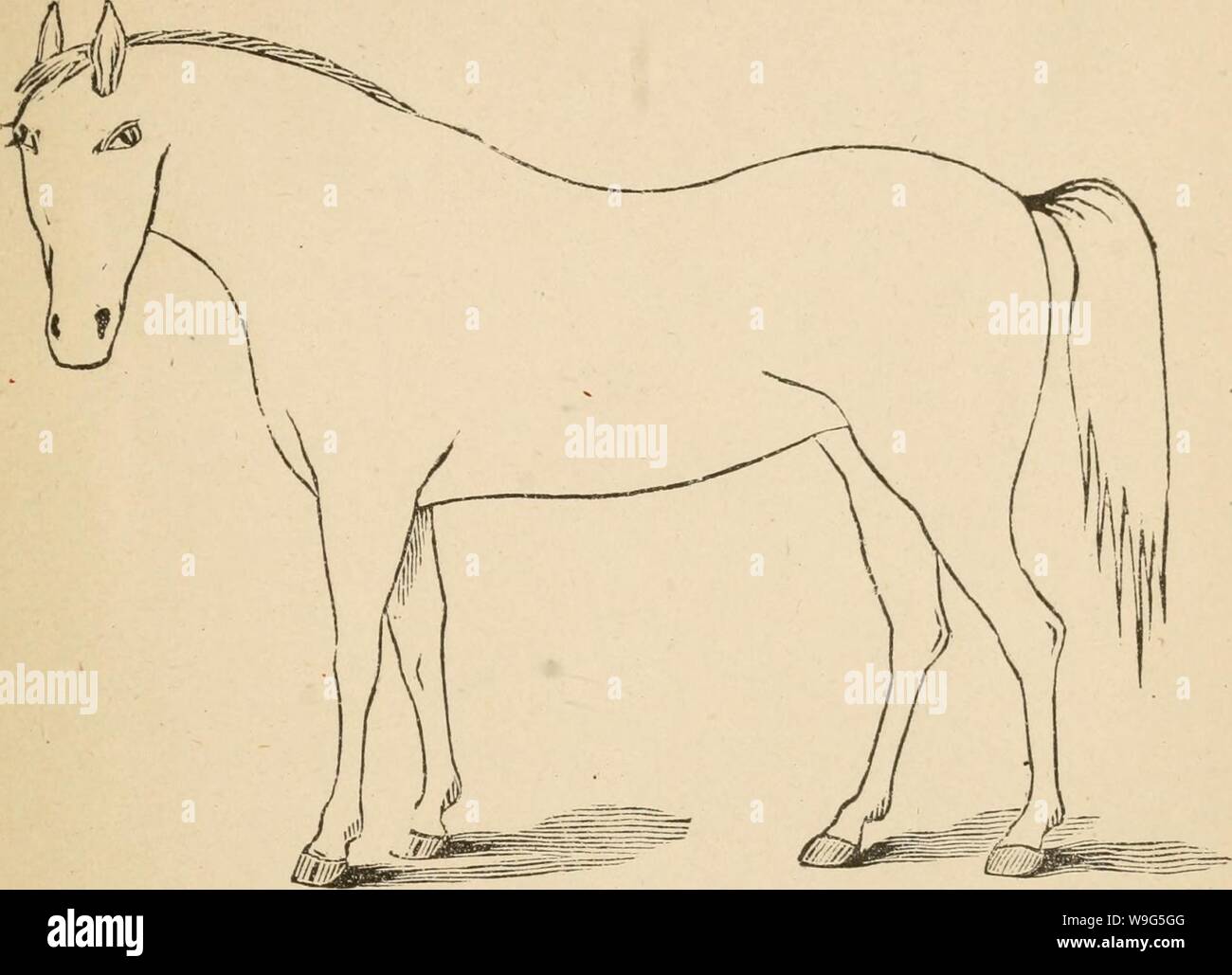 Archiv Bild von Seite der Cunningham Gerät 116 für stockmen und. Cunninghams Gerät für stockmen und Landwirte cunninghamsdevic 00 cunn Jahr: 1882 (Beschreibung Mängel Marke Stockfoto