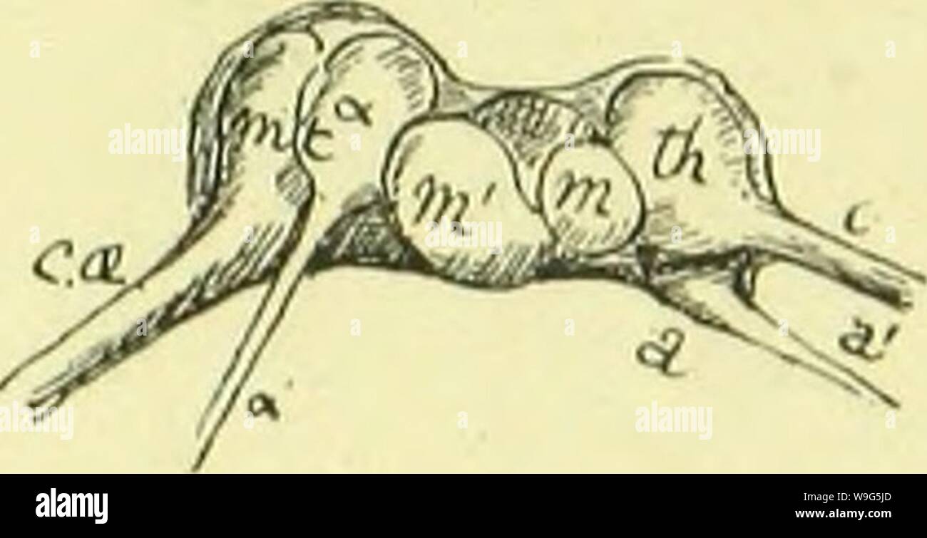 Archiv Bild ab Seite 116 der Anatomie, Physiologie, Morphologie und