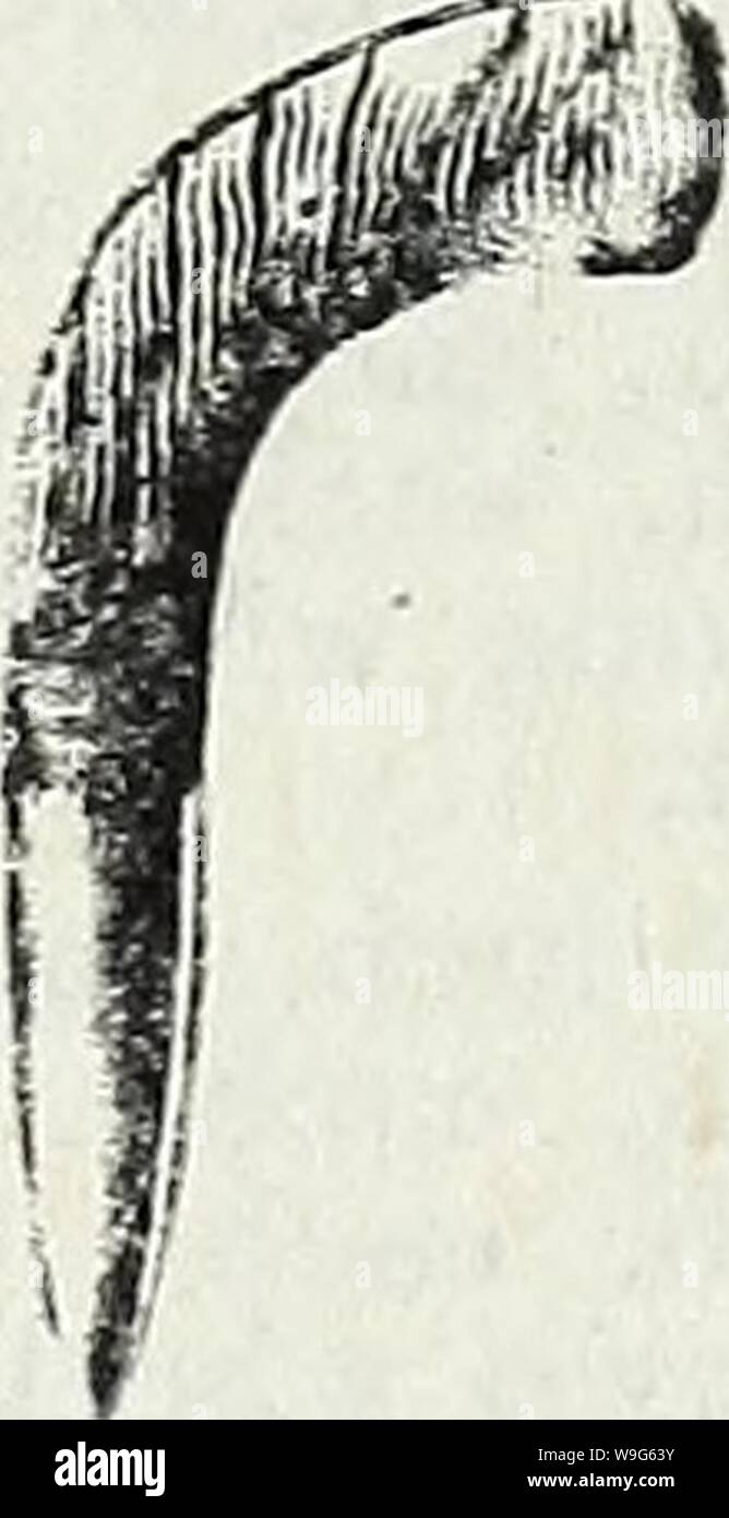 Archiv Bild von Seite 120 des Currie's Farm und Garten jährliche. Currie's Farm und Garten jährliche: Frühjahr 1930 curriesfarmgarde 19 curr Jahr: 1930 (Dickey Duster - Für die Anwendung von Insekt Pulver, 60 C. Scollay's Gummi Sprink - Scollay's Gummi ler - Der Florist sprink - Kitt Distributor, ler, Nr. 1 grosse, $ 1,50; Preis, $ 1,50; per Post, $ 1.60. mail, $ 1.60. Sturdv Pumpspray Flasche Sprüher ROBUSTE PUMPSPRAY ganz aus Messing. In jedem Eimer oder Behälter verwendet werden. Arbeiten mit Leichtigkeit auf der nach oben und unten streichen, werfen eine kontinuierliche ungebrochen Spray. Ein messingrohr arbeitet in-Seite die andere. Problemlos von einer pe betrieben Stockfoto