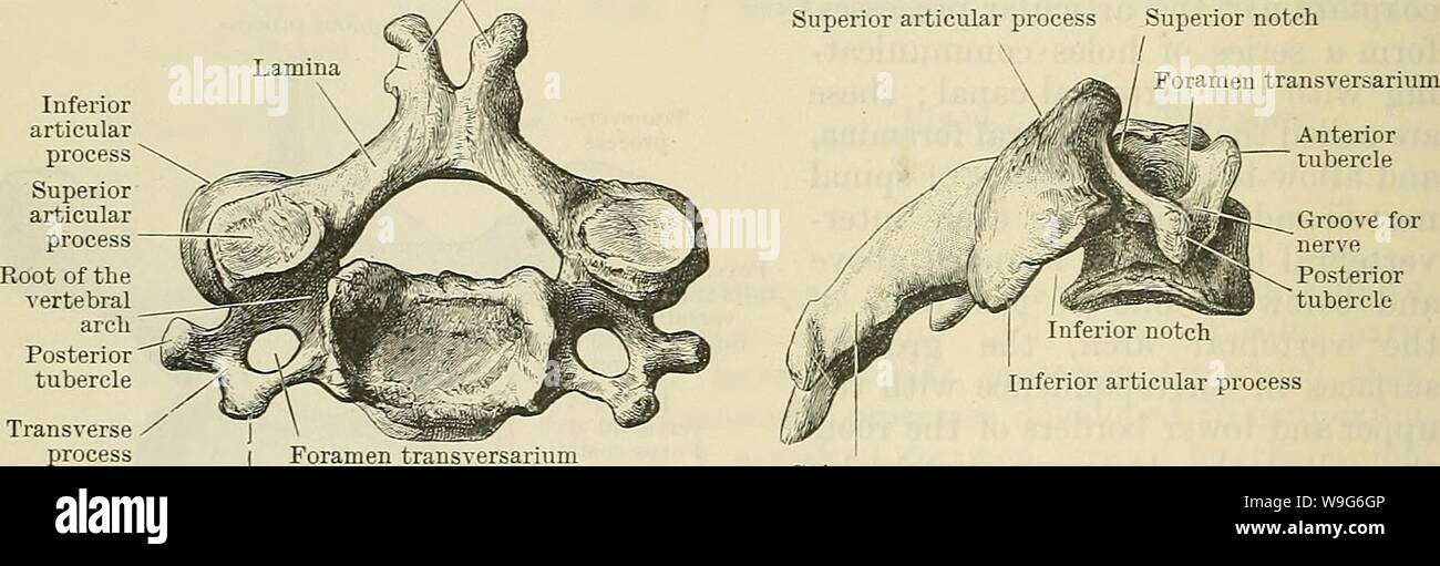 Vertebras cervicales anatomia Fotos und Bildmaterial in hoher