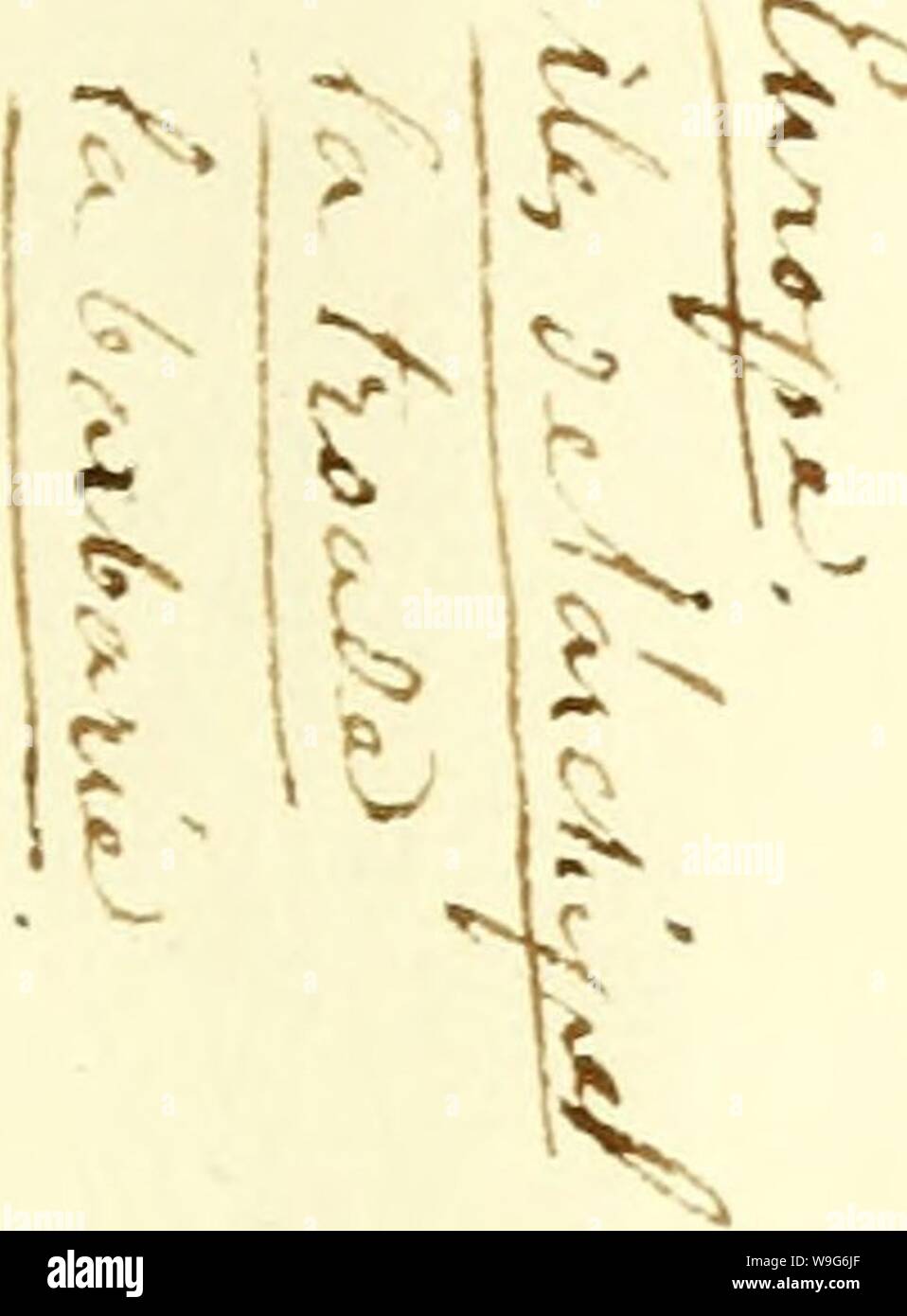 Archiv Bild ab Seite 124 von [Curculionidae] (1800) Stockfoto