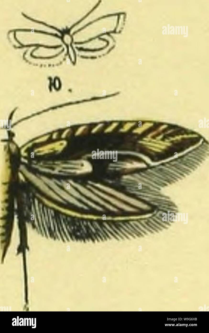 Archiv Bild von Seite 126 Abbildung und Beschreibung europäischer Schmetterlinge Stockfoto