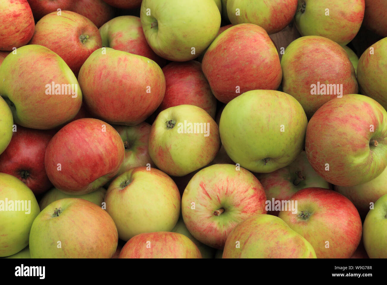 Apple, 'Duchess von Bedford', Äpfel, Hofladen, Display, der genannten Sorten, Sorten Stockfoto