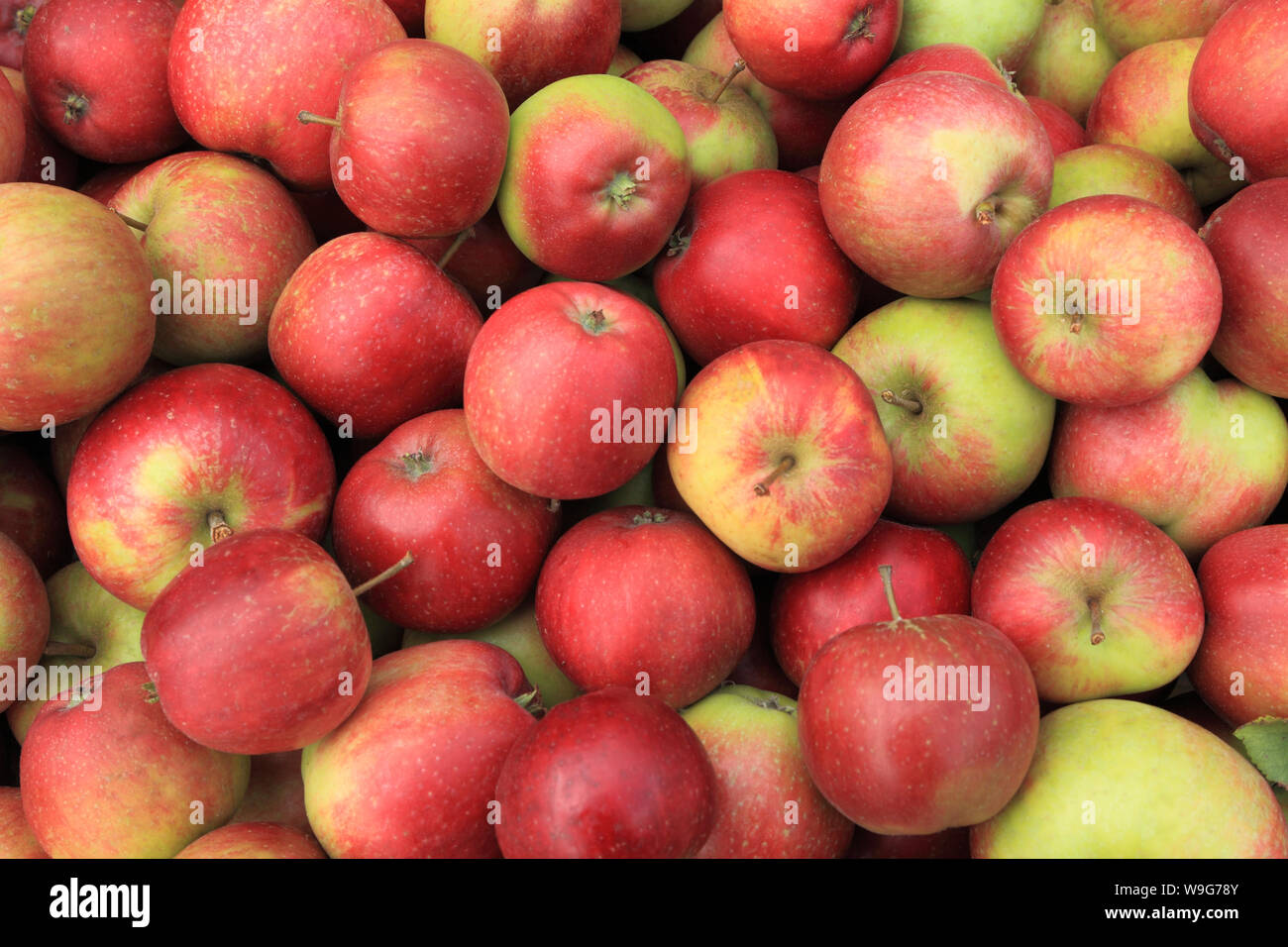 Apple, 'George Cave", Äpfel, Hofladen, Display, der genannten Sorten, Sorten Stockfoto