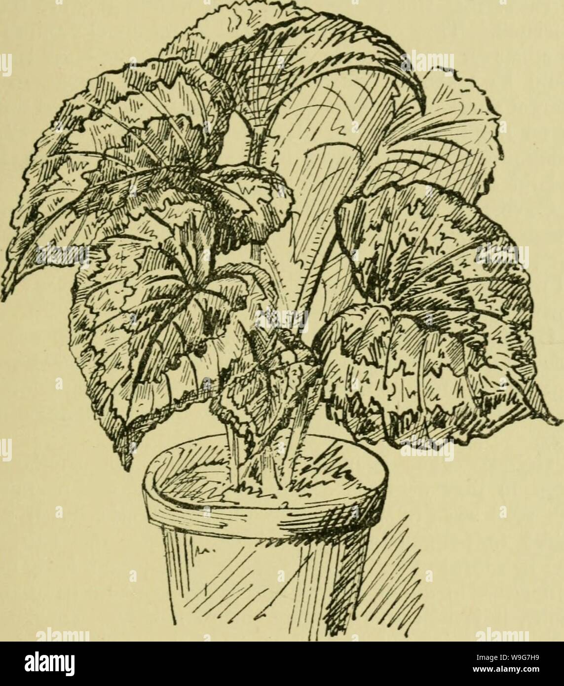 Begonia Varieties Stockfotos und -bilder Kaufen - Alamy