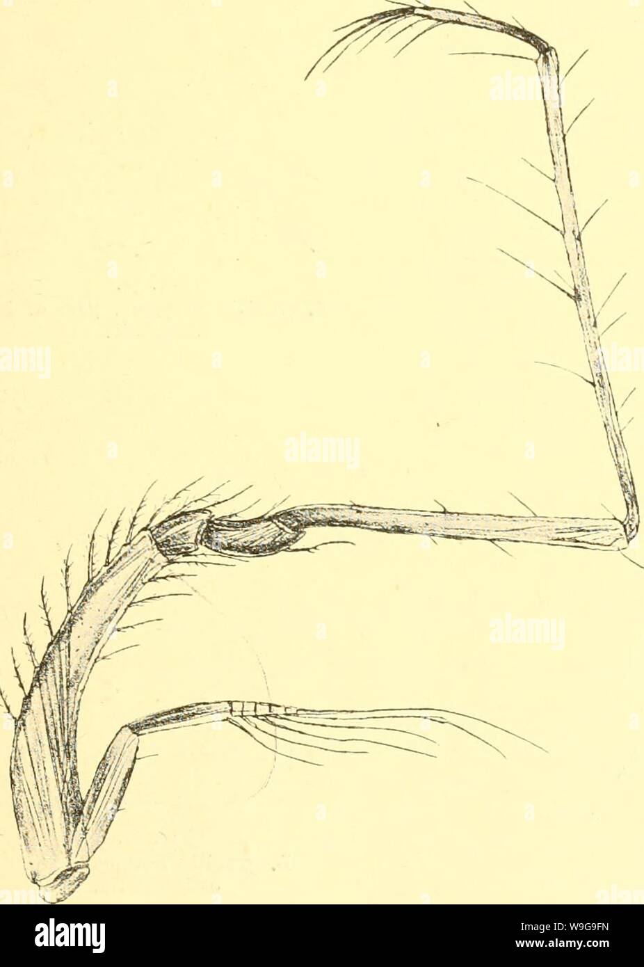 Archiv Bild von Seite 150 des Cumacea (Sympoda) (1913). (Cumacea Sympoda cumaceasympoda 00 Online) Jahr: 1913 (Cumacea: 11. Diastylidae, 7. Leptostylis 127 9. L. productus Norm. 1879 L. produda. A. M. Norman in: Ann. Nat. Hist., ser. 5 V.3 S. 65 | 1912 L. productus, T. Stebbing in: Ann. S. Afr. Mus., v. 0 s. 153. Pseudorostral Nocken kurz, stumpf, etwas Umgedrehten. Panzers kurz, so breit wie lang, fast glatt, antero-lateralen Rand kräftig gesägt. Telson nicht länger als 6'pleon Segment, noch mehr als die Hälfte der 5'', ohne seitlichen Stacheln, apikal Paar ziemlich groß. Stiel von uropods in der Nähe von Stockfoto